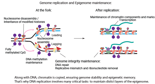 Genome replication and epigenome maintenance