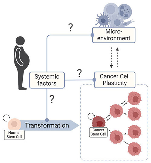 Un schéma illustre comment l’obésité et les conditions métaboliques (montrées par la silhouette d’une personne en surpoids à gauche) peuvent favoriser la formation de cancers via différents facteurs interconnectés. Une “Cellule souche normale” évolue vers une “Cellule souche cancéreuse”, reflétant un processus étiqueté “Transformation”. Plusieurs points d’interrogation mettent en évidence les questions de recherche sur la manière dont les “Facteurs systémiques”, le “Microenvironnement” (représenté par des cellules immunitaires et d’autres cellules en haut) et la “Plasticité des cellules cancéreuses” (représentée par plusieurs cellules tumorales roses à droite) interagissent pour favoriser la croissance de cellules cancéreuses.