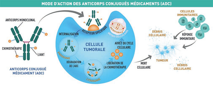 Graphique mode d'actions des anticorps conjugués ADC